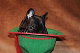 BOULEDOGUE FRANCAIS 800